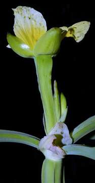 Image of velvetleaf