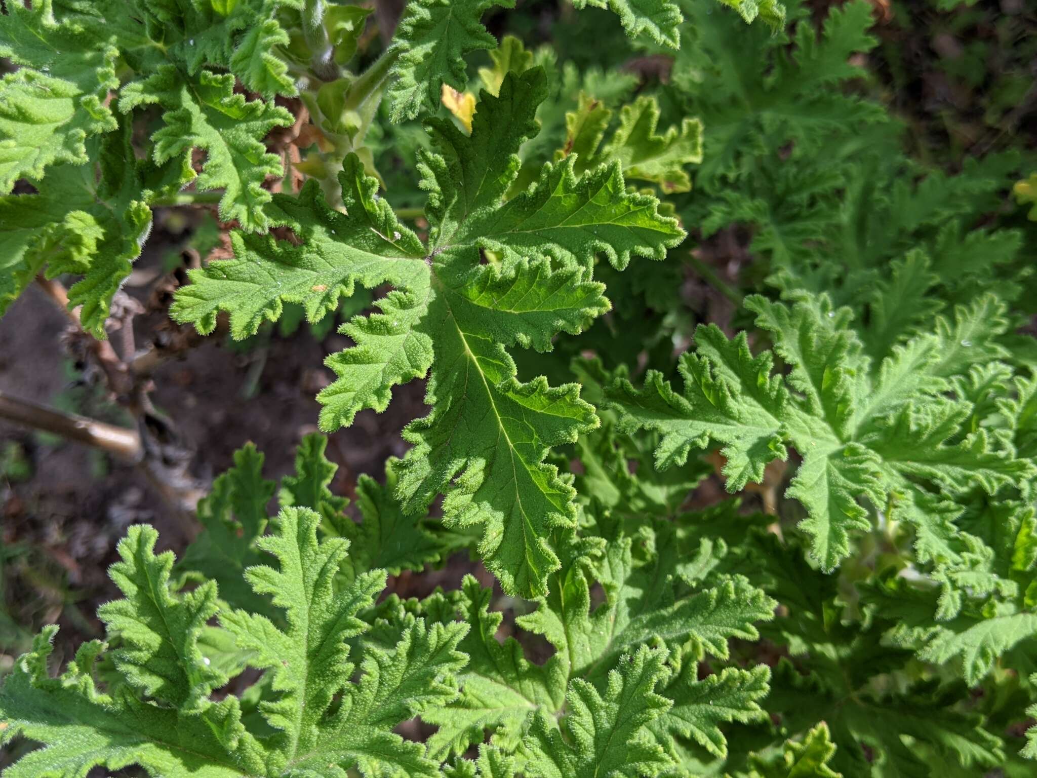 Image of oakleaf geranium