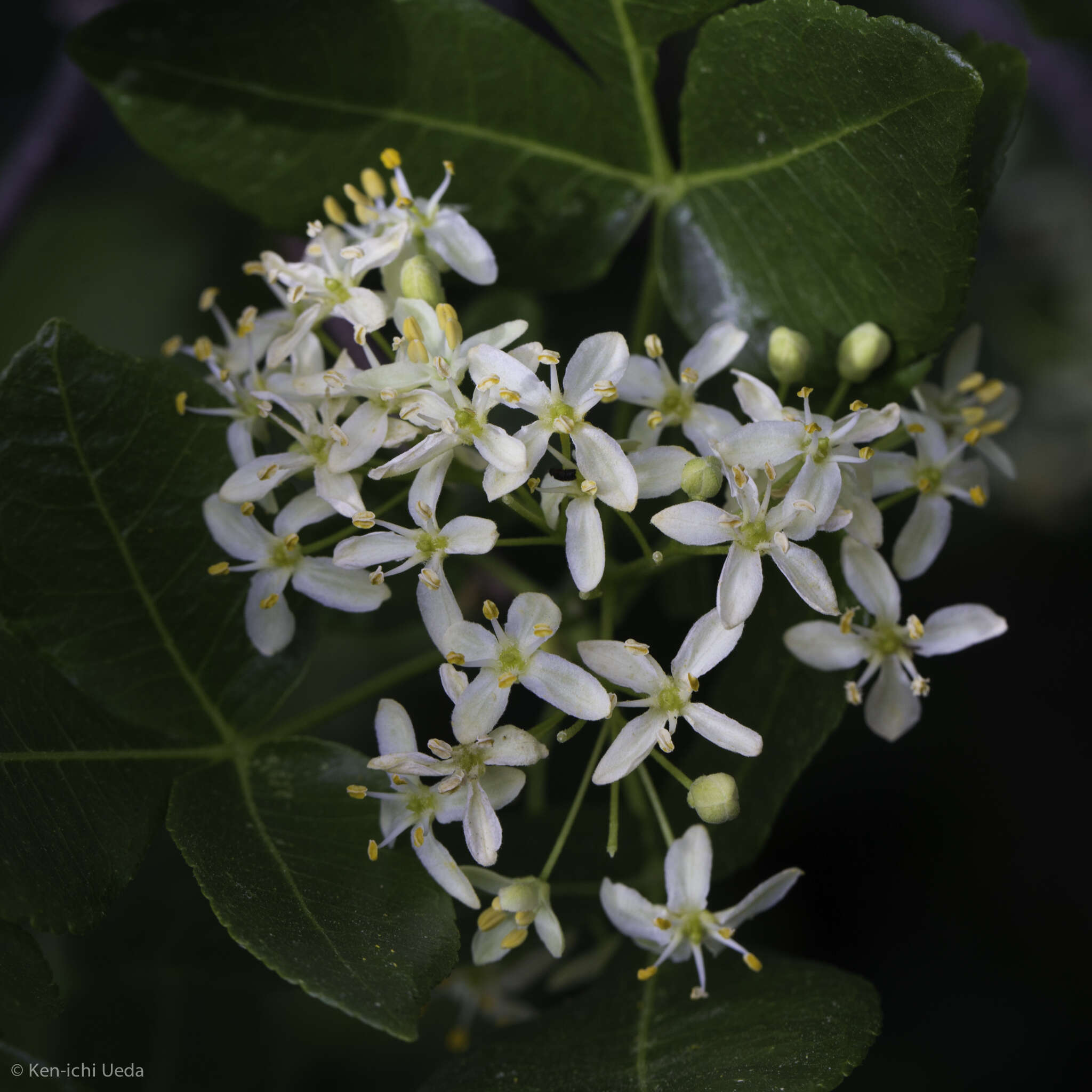 Image of California hoptree