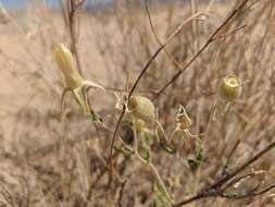 Image of Adonis blazingstar