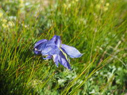 Aquilegia lucensis E. Nardi的圖片