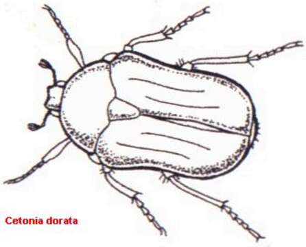 Image of Cetonia