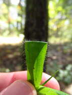 Imagem de Panicum laxiflorum Lam.