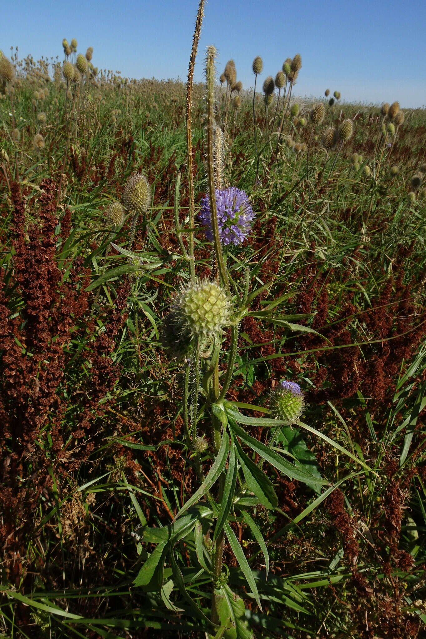 Image of Dipsacus gmelinii Bieb.