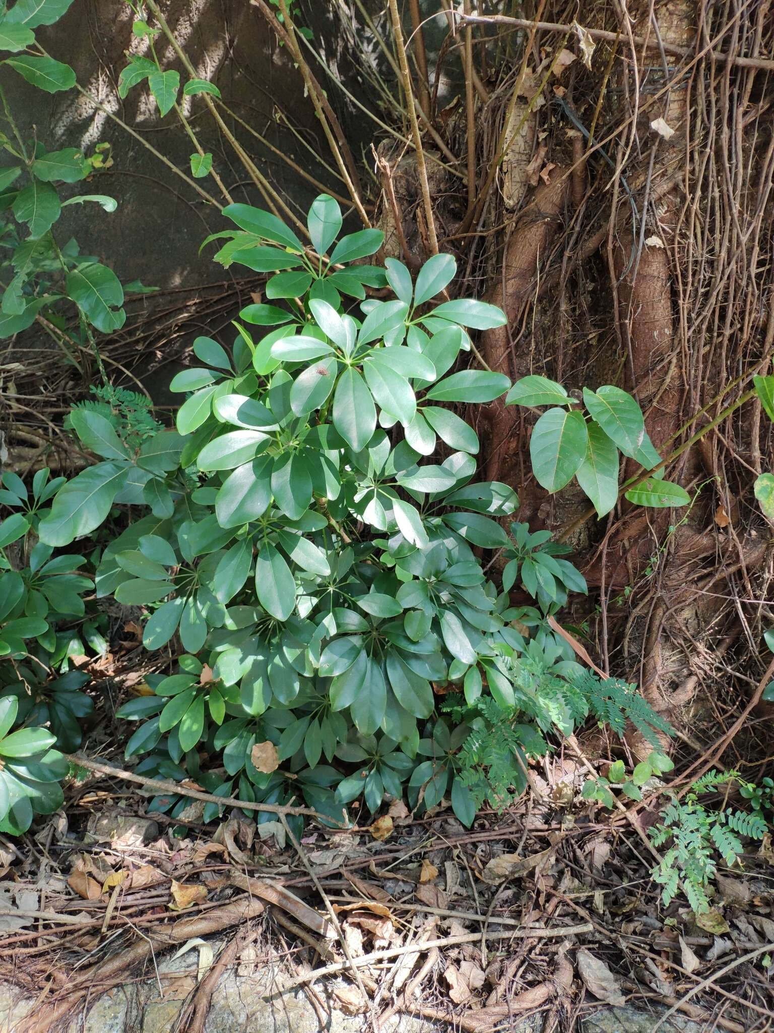 Imagem de Schefflera arboricola (Hayata) Merr.