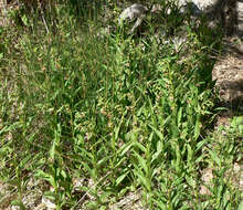 Image of Stream orchid