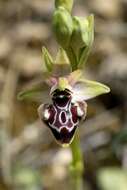 Image of ophrys