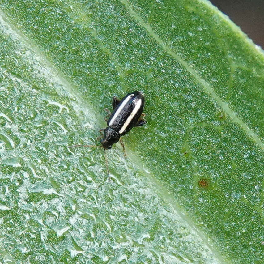 Image of Elongate Flea Beetle