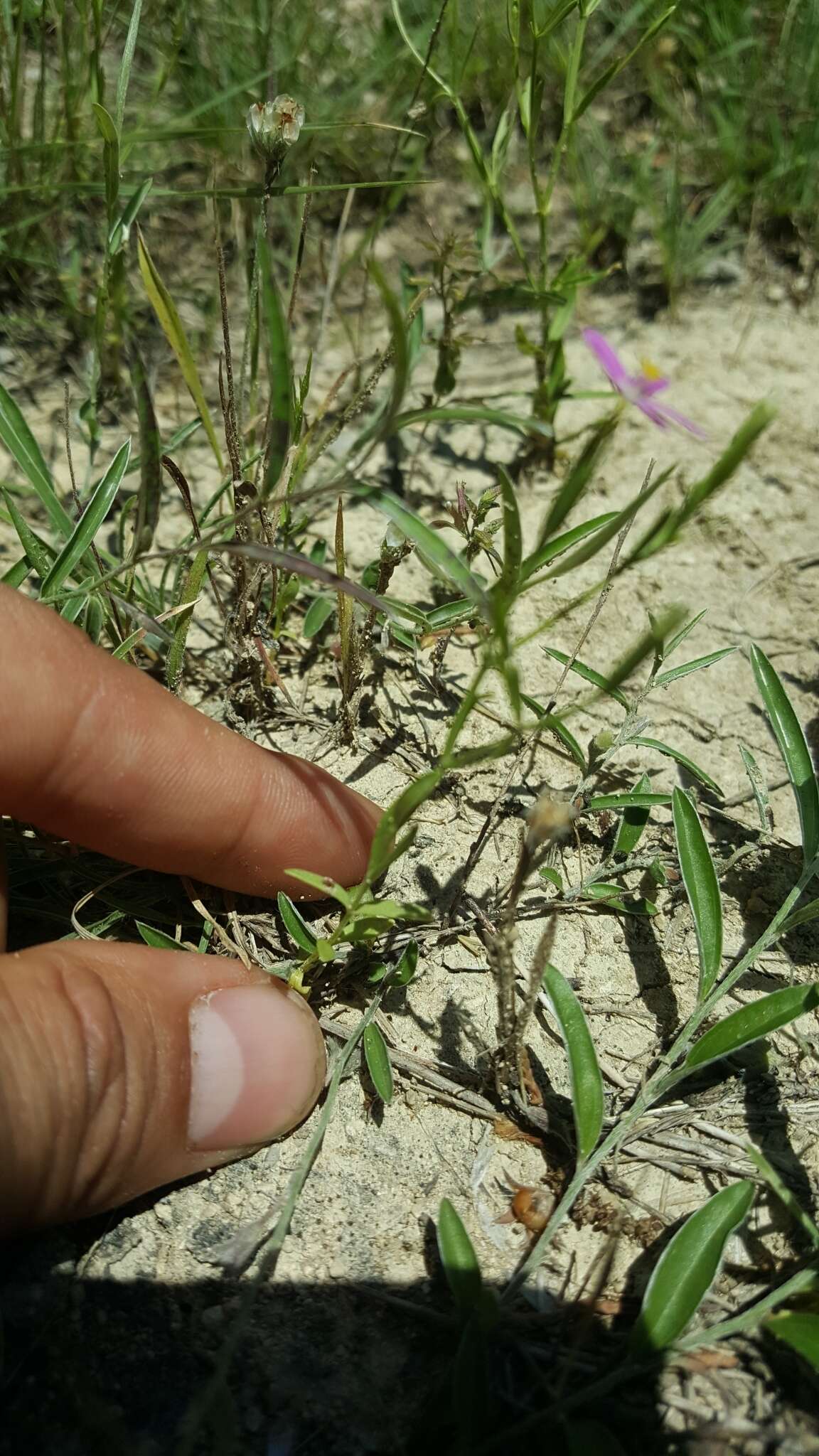 Image of Lady Bird's centaury