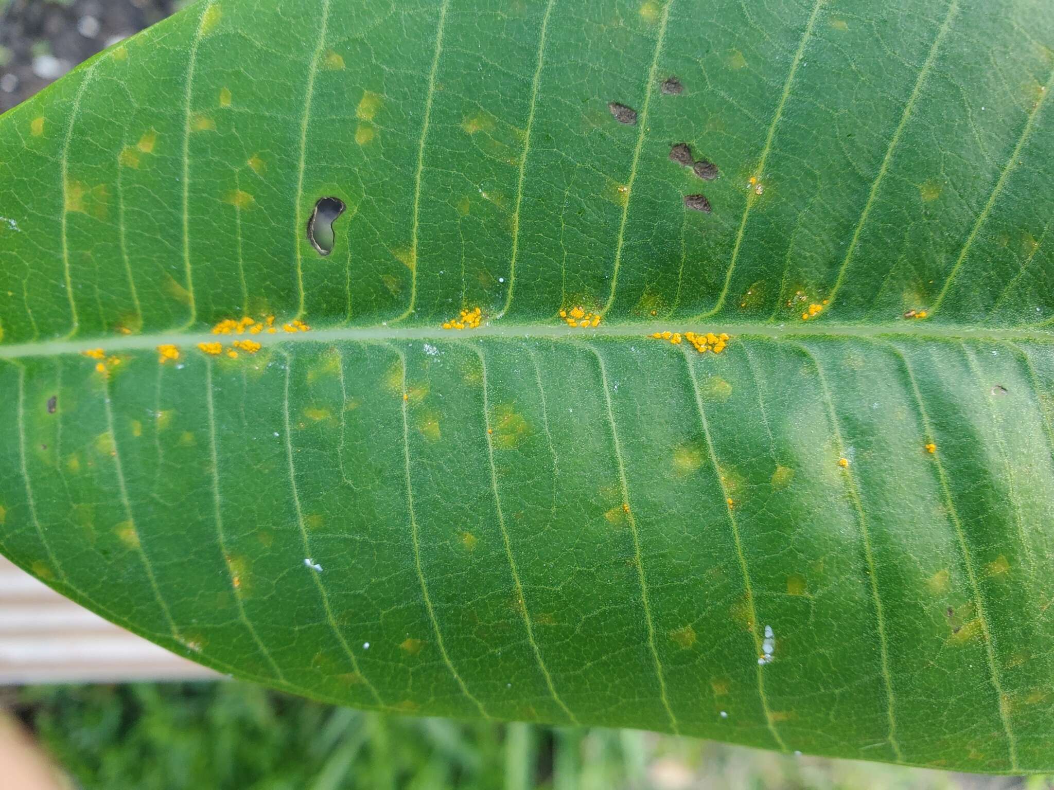 Imagem de Coleosporium plumeriae Pat. 1902