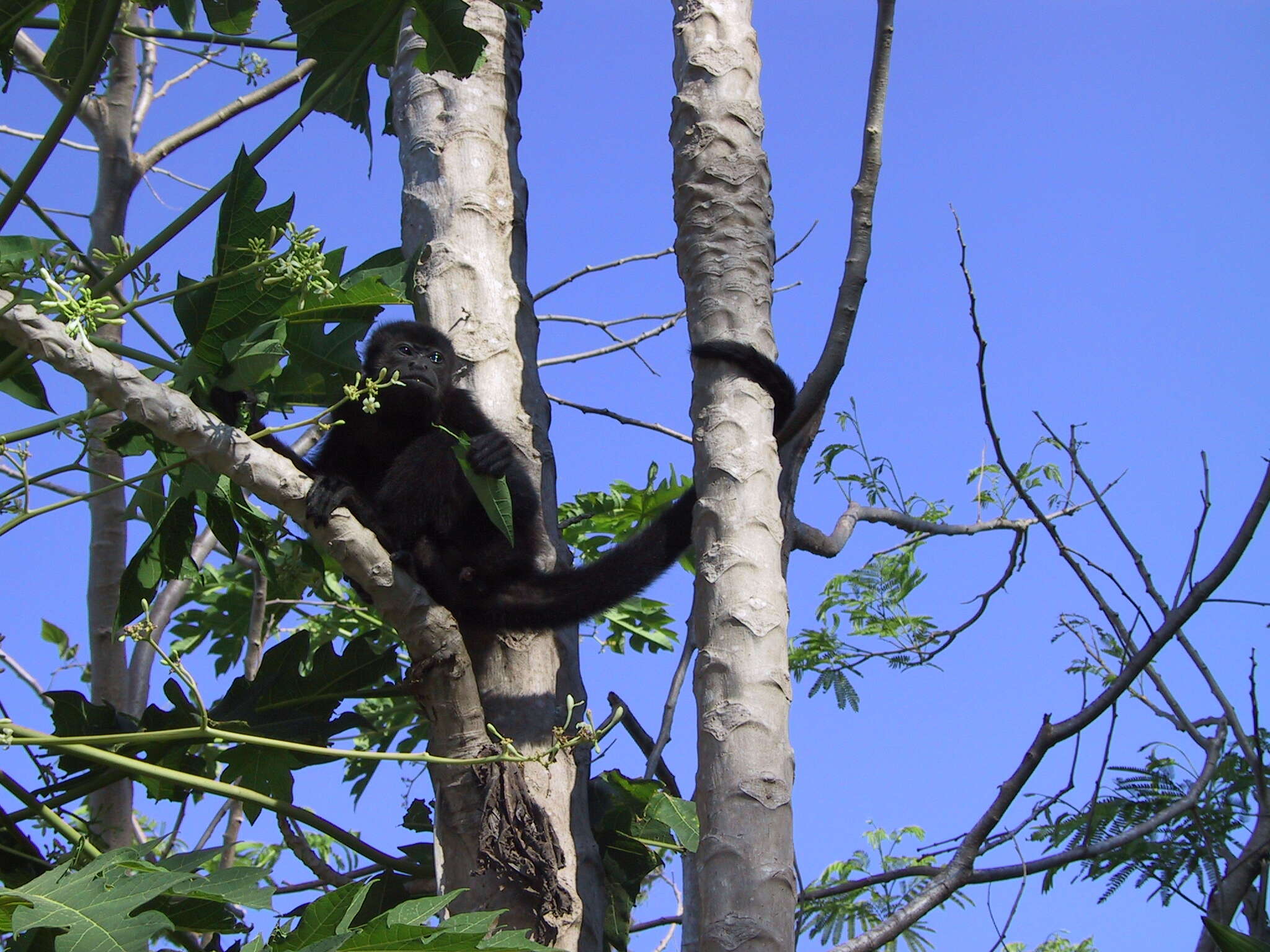 Image of Black Howling Monkey