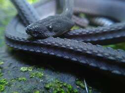 Image of Rough-backed Litter Snake