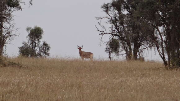 Image of Coke's Hartebeest