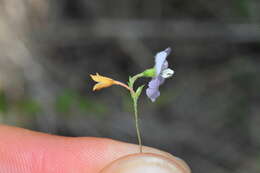 Image of Dwarf Bindweed