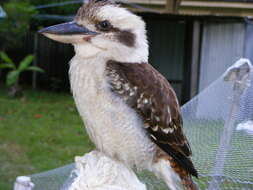 Image of Kookaburra