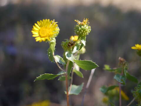 Image of subalpine gumweed