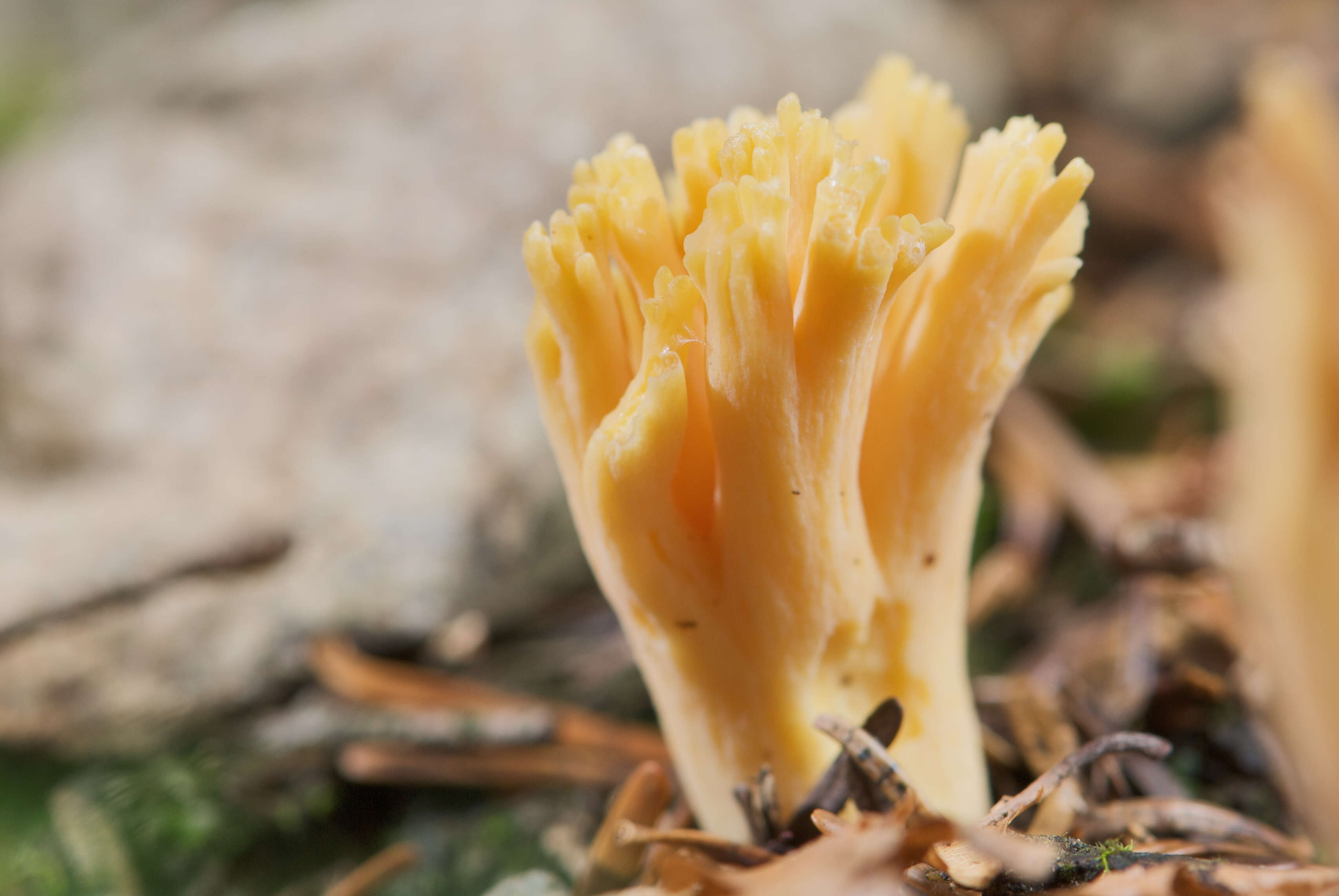 Image of Ramaria flava (Schaeff.) Quél. 1888