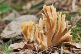 Ramaria flava (Schaeff.) Quél. 1888 resmi