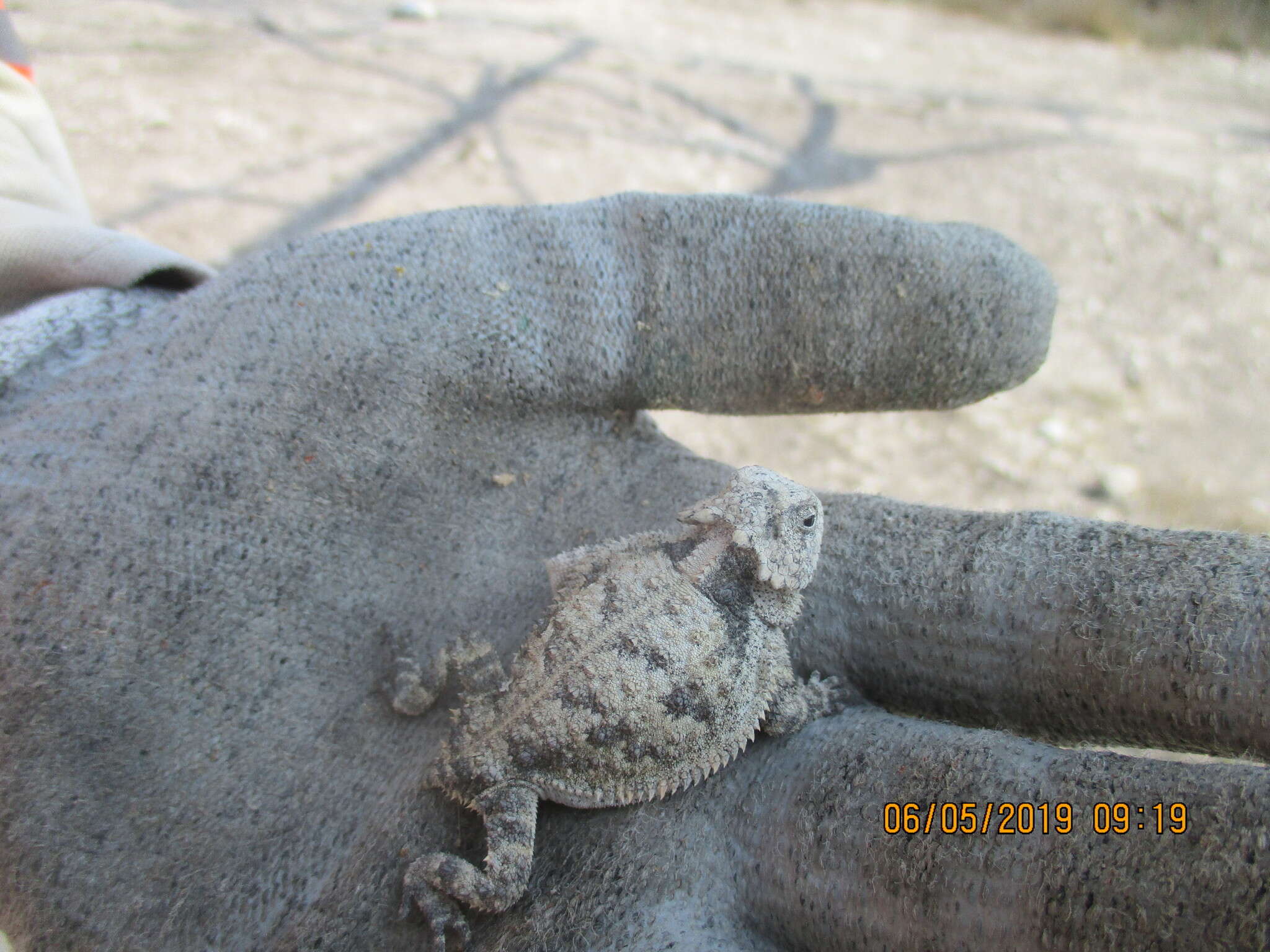 Phrynosoma braconnieri Duméril & Bocourt 1870的圖片