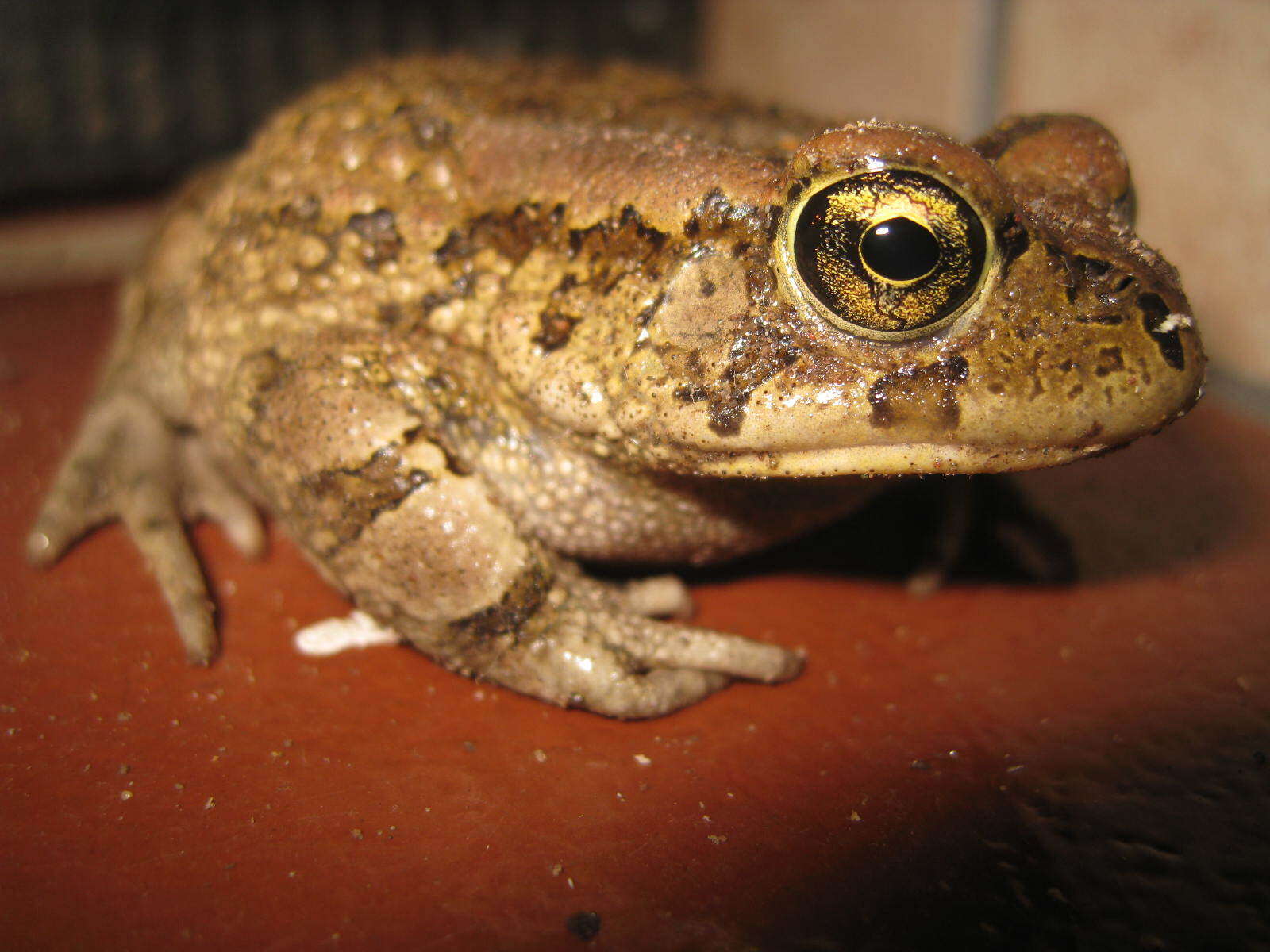 صورة Sclerophrys capensis Tschudi 1838