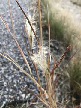 صورة Bothriochloa springfieldii (Gould) Parodi