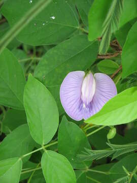 Image of flor de conchitas