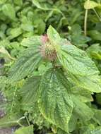 Image de Acalypha aristata Kunth