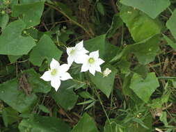 Image of ivy gourd