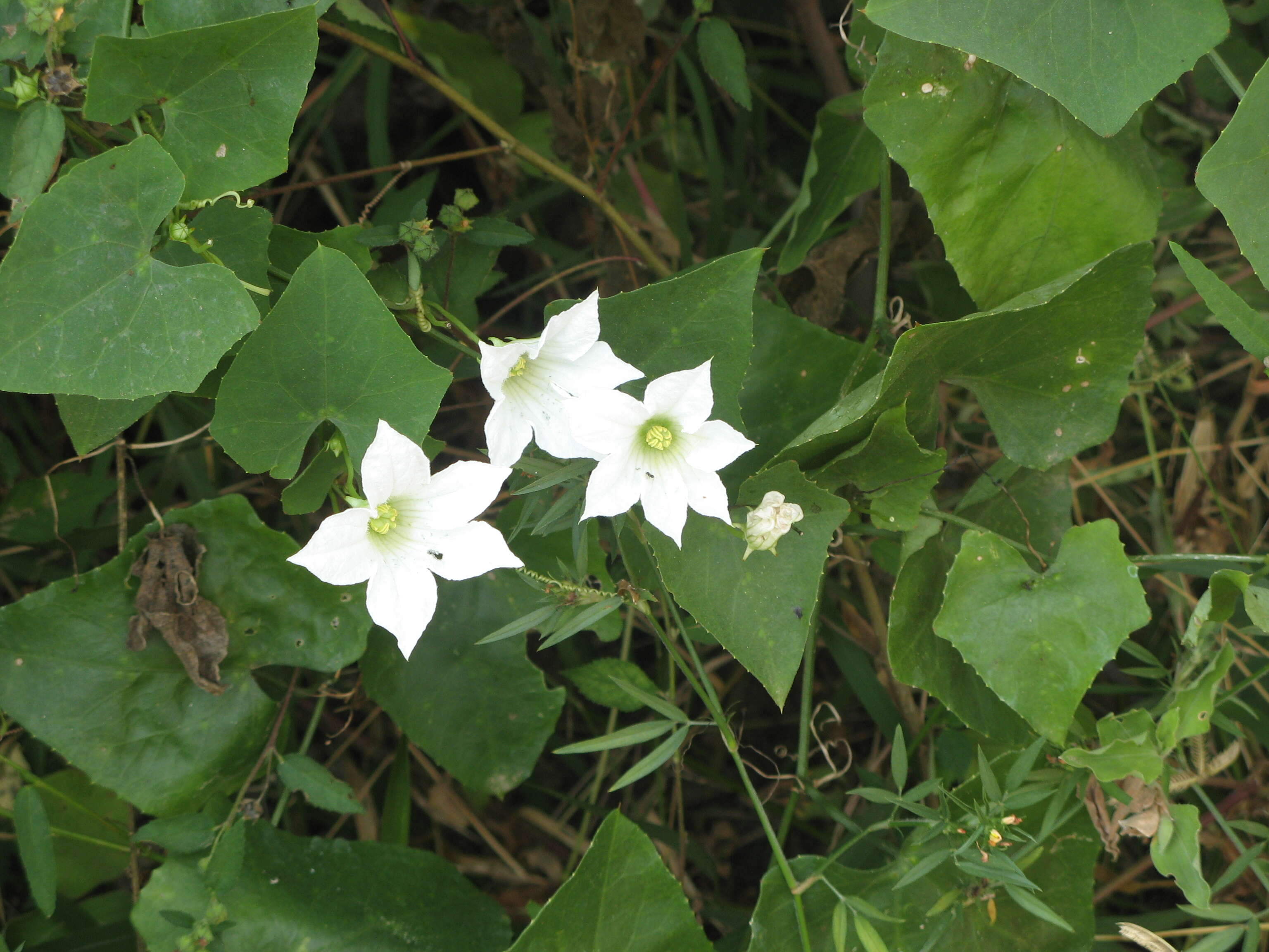 Image of ivy gourd