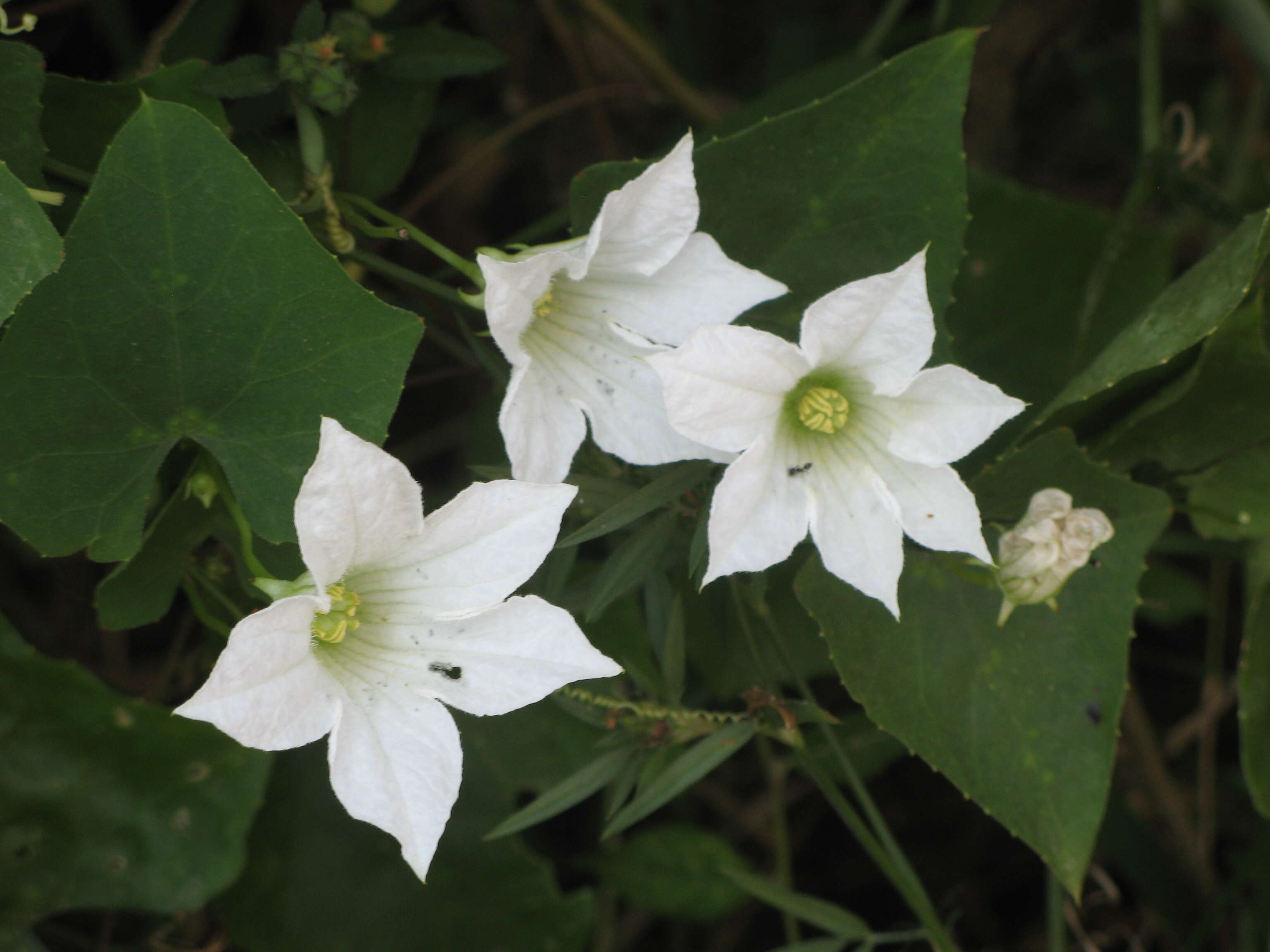 Image of ivy gourd