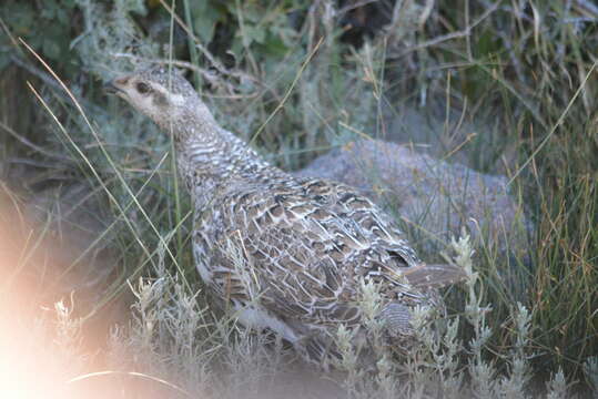 Image of Gunnison sage-grouse; greater sage-grouse