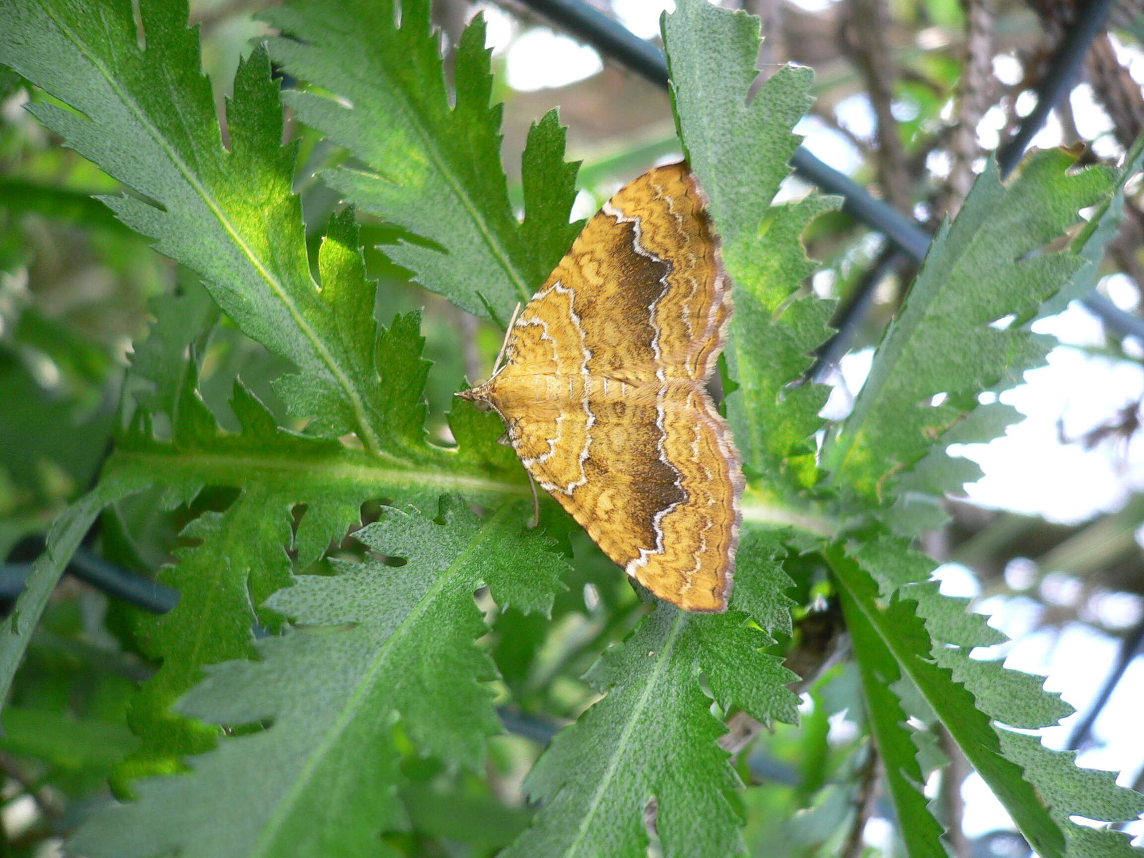 Plancia ëd Camptogramma bilineata