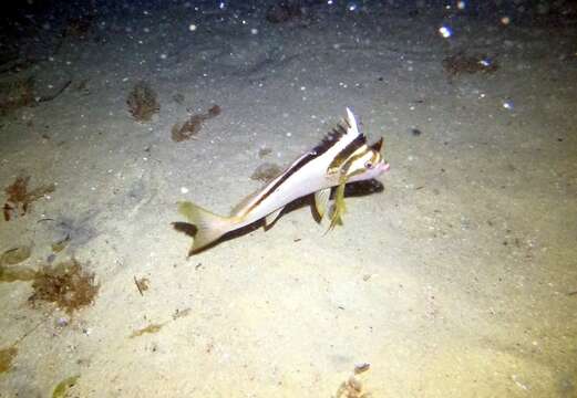 Image of Crested morwong