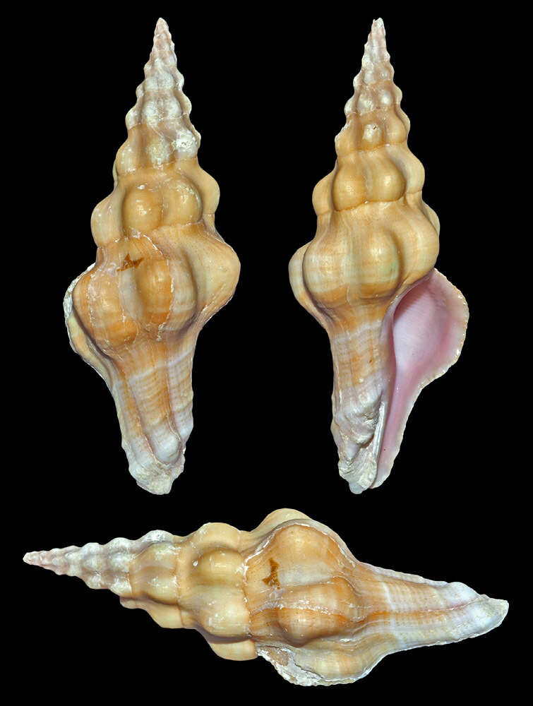 Image of Nodolatirus Bouchet & Snyder 2013