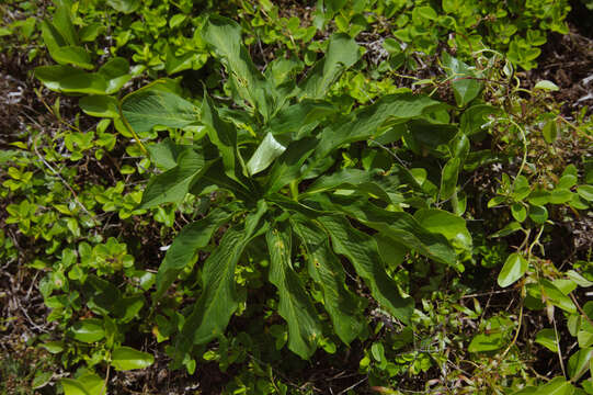 Image of Dancing Crane Cobra Lily