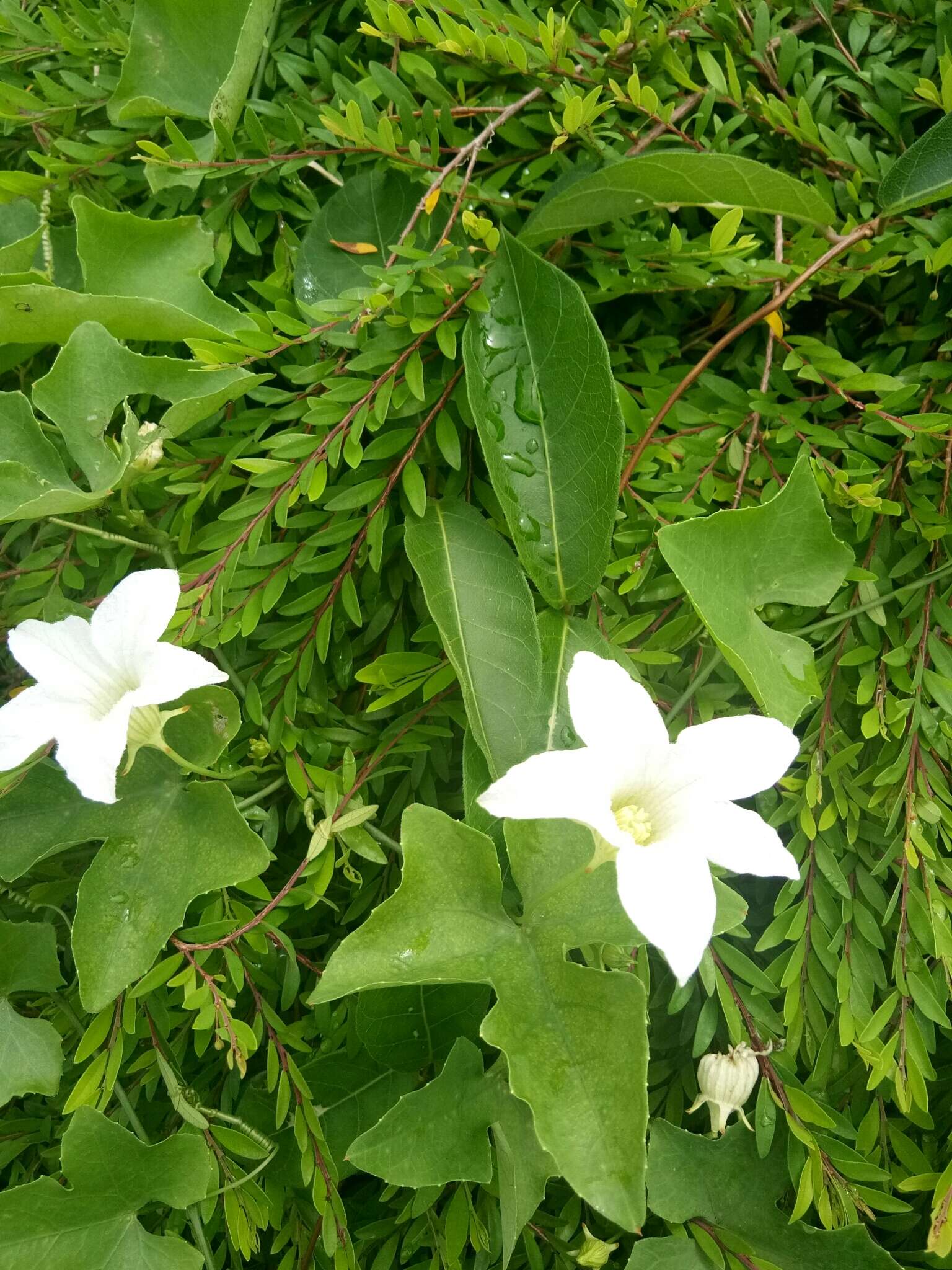 Image of ivy gourd