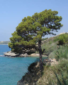 Image of Brutia Pine