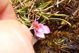 Image of Caladenia nana subsp. nana