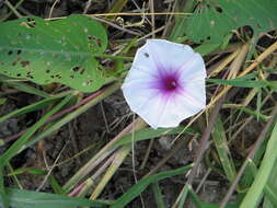 Image of kangkung