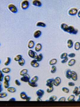 Imagem de Hypholoma dispersum Quél. 1872