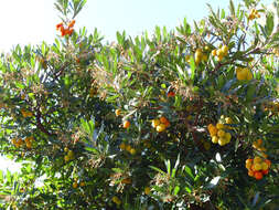 Image of strawberry tree