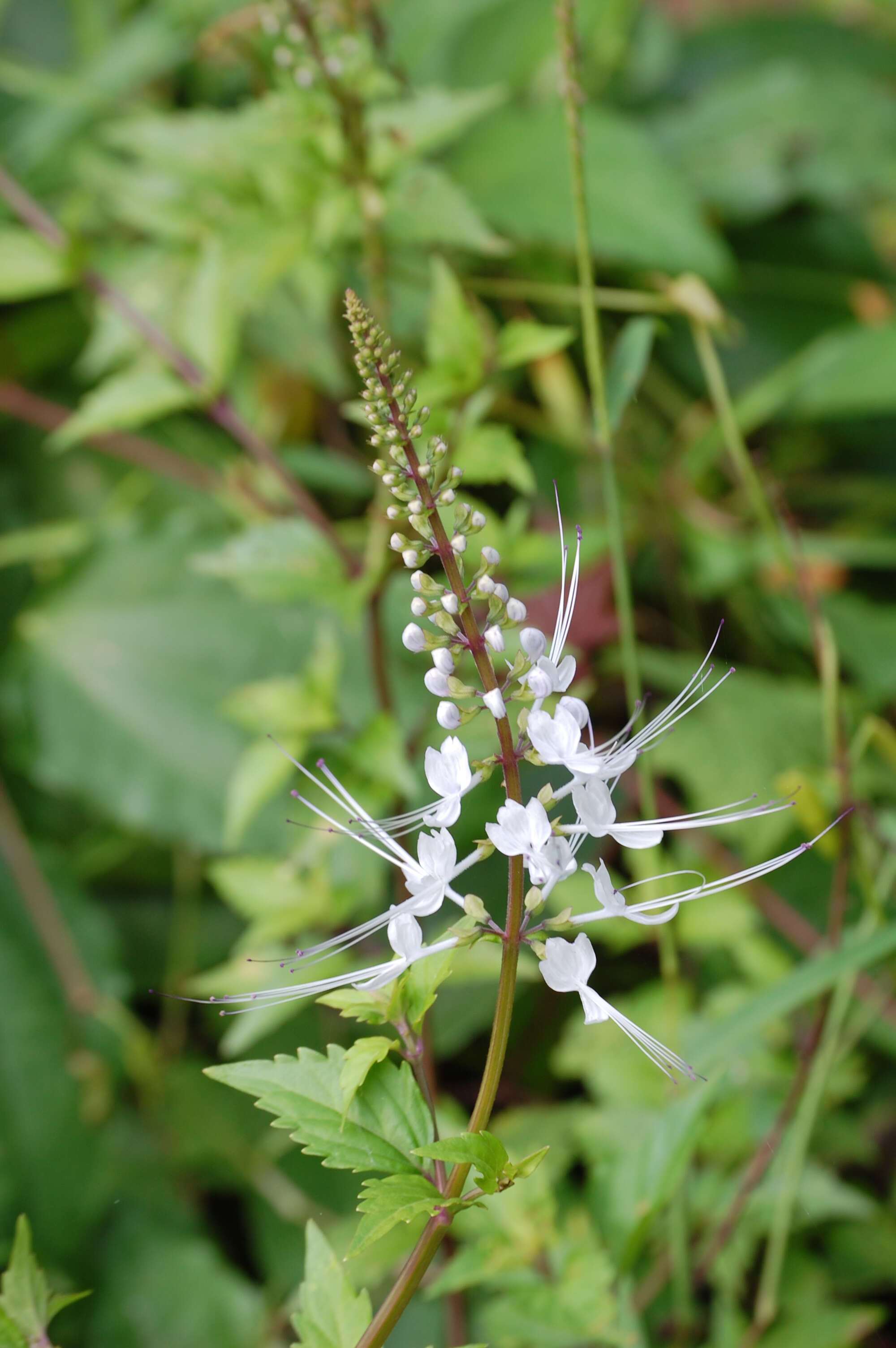 Image of Orthosiphon aristatus var. aristatus