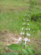 Image of Orthosiphon aristatus var. aristatus