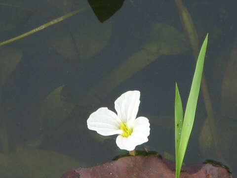 Image of Duck-Lettuce