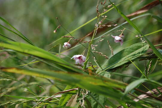 Image of Rosy Milkweed Vine