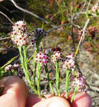 Image of Erica articularis var. articularis