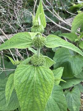 Слика од Phlomis russeliana (Sims) Lag. ex Benth.