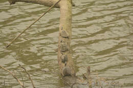 Image of Assam Roofed Turtle