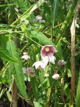 Image of Rosy Milkweed Vine