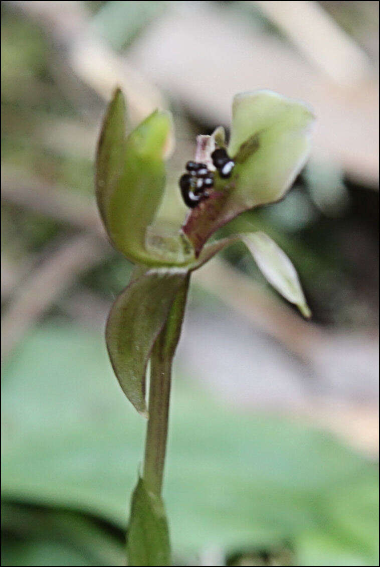 Image of Broad-Lip bird orchid